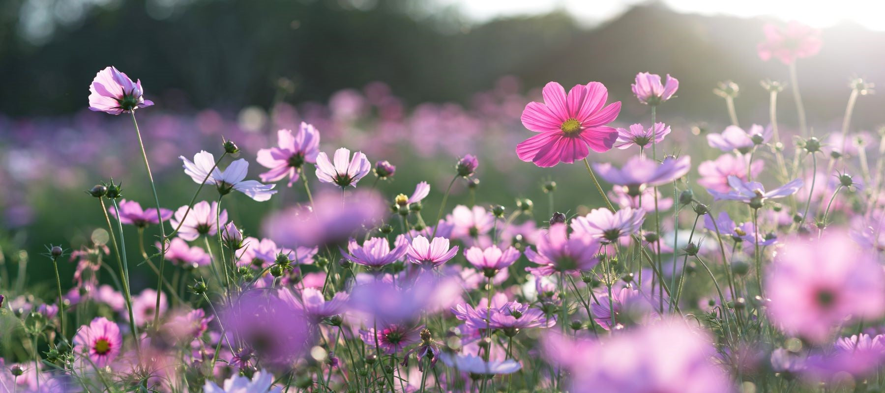 Flowers 🌺