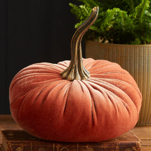 Large velvet pumpkin harvest