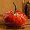 Large velvet pumpkin Rust